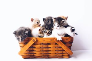 neko atsume - fetured (1)