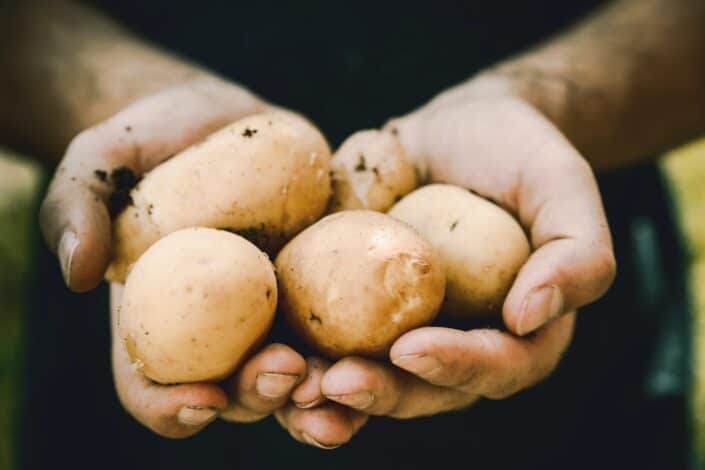 hands holding a bunch of potatoes