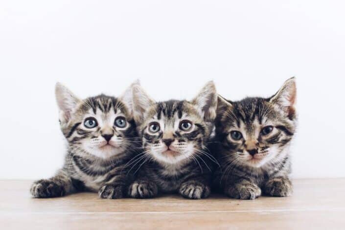 three cute kittens lying on the floor