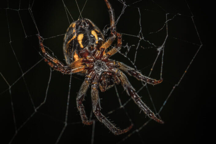 Close up of a spider in the middle of web