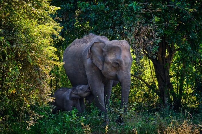 Mommy and Baby Elephant in the Forest